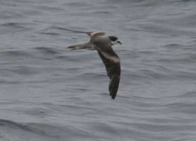 Hornby's Storm Petrel (Oceanodroma hornbyi) ©WikiC