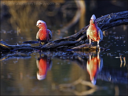 Galah (Eolophus roseicapilla) by Ian