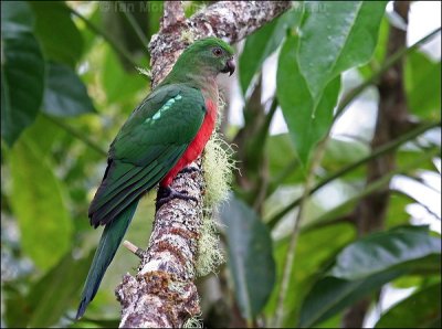 Australian King Parrot (Alisterus scapularis) by Ian