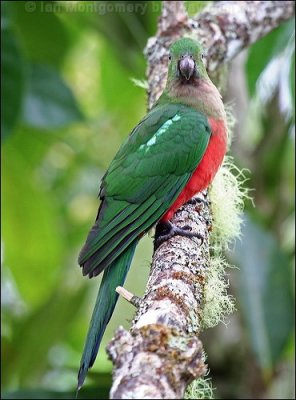 Australian King Parrot (Alisterus scapularis) Female WikiC