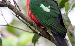 Australian King Parrot by Bellamoon&nbsp;Nature