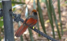 Birds of the World – Laughingthrush and&nbsp;Allies
