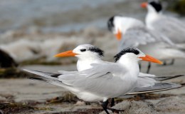 Avian and Attributes –&nbsp;Royal