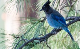 Steller’s Jay:  A Lesson in Choosing What Is&nbsp;Valuable