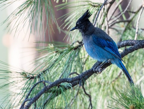 stellersjay-in-pine.pamelaparker-arizonahighways