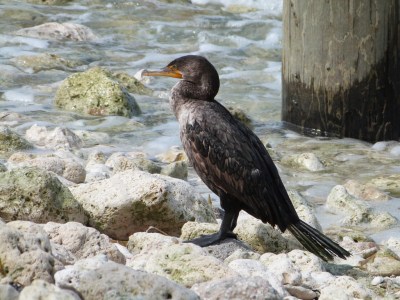 Double-crested Cormorant (Phalacrocorax auritus) by Lee at Honeymoon Is SP
