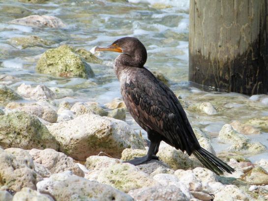 Double-crested Cormorant (Phalacrocorax auritus) by Lee at Honeymoon Is SP