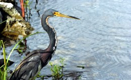 Bible Birds – Heron’s&nbsp;Introduction