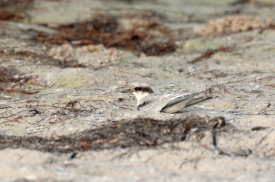 Unknown by Dan MacDill Shore 2014 (19)