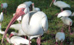 The Old Man and the&nbsp;Ibises