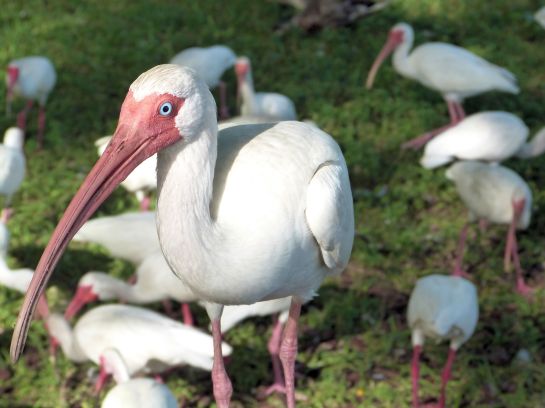 White Ibis on Table by Lee