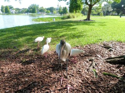 Wood Stork at Lake Morton by Lee