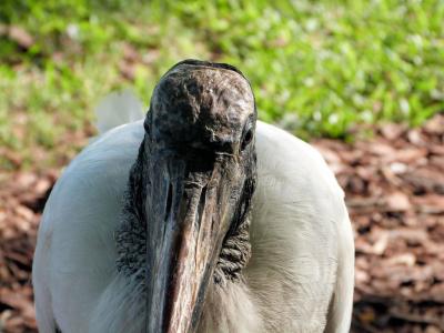 Wood Stork close-up by Lee at Lake Morton