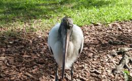 Bible Birds – Wood&nbsp;Storks