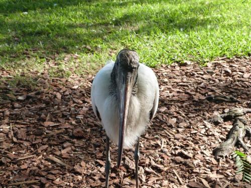 Wood Stork up close by Lee at Lake Morton