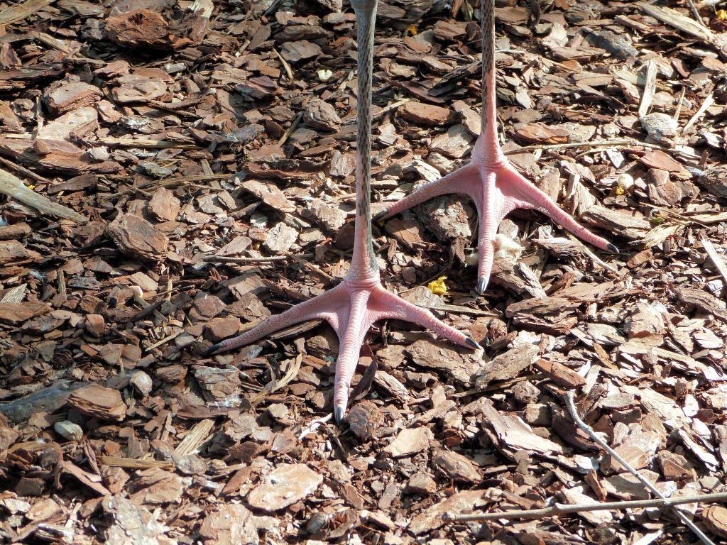 Wood Stork's Feet by Lee