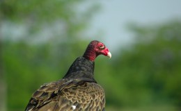 A Vulture Thanksgiving