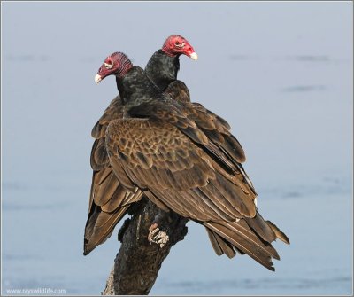 Turkey Vulture (Cathartes aura) by Ray