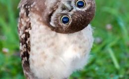 Updated:  The Bible Bird Owls&nbsp;Page