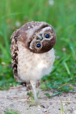 Burrowing Owl from Dusky's Wonders