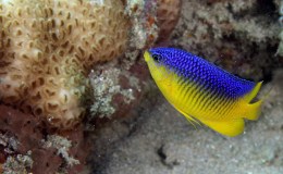 Interesting Things ~ God’s Gifts and God’s&nbsp;Gift