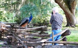 Birds of the Bible – Peacocks in South&nbsp;Carolina