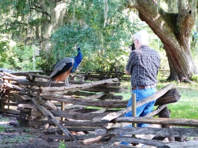 Dan photographing one of the Peacocks