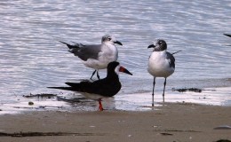 The Seagulls Move To Blue&nbsp;Cove