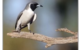Ian’s Bird of the Week – Masked&nbsp;Woodswallow