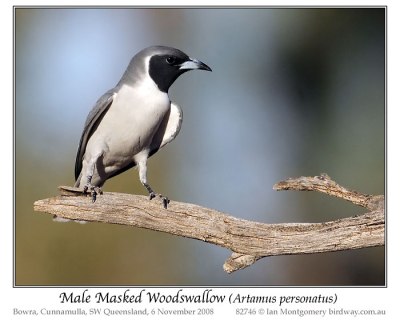 Masked Woodswallow (Artamus personatus) by Ian