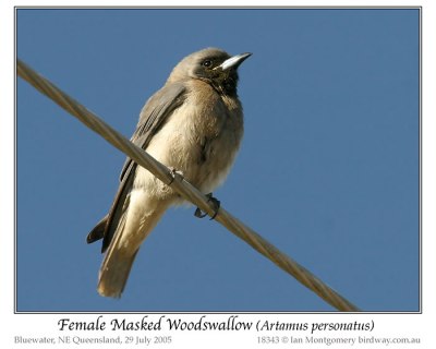 Masked Woodswallow (Artamus personatus) by Ian