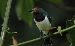 Sunday Inspiration – Batis and&nbsp;Wattle-eye