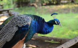 Scripture Alphabet of Animals: The&nbsp;Peacock