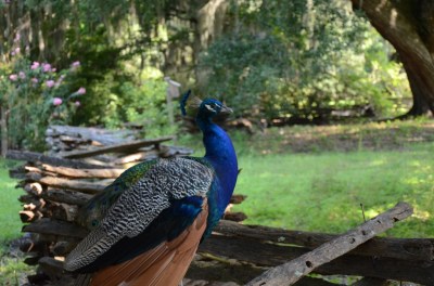Peacock at Magnolia Plantation by Dan