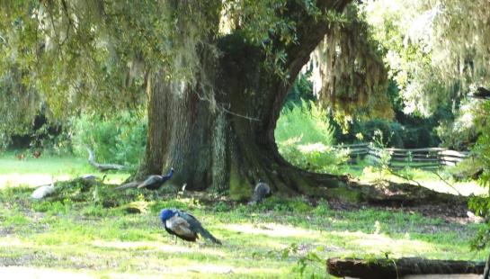 Peacocks at entrance to Magnolia Plantation