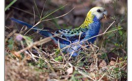 Ian’s Bird of the Week – Pale-headed&nbsp;Rosella
