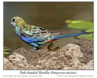 Pale-headed Rosella (Platycercus adscitus) by Ian