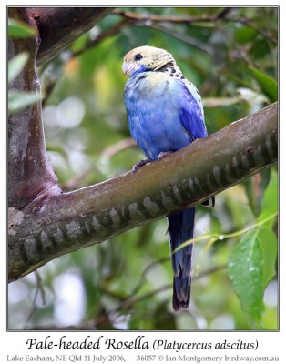 Pale-headed Rosella (Platycercus adscitus) by Ian