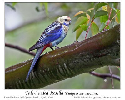 Pale-headed Rosella (Platycercus adscitus) by Ian