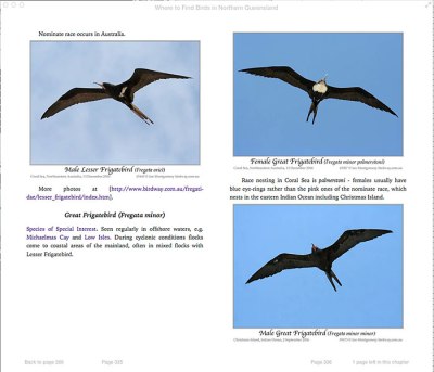 Great Frigatebird (Fregata minor) by Ian