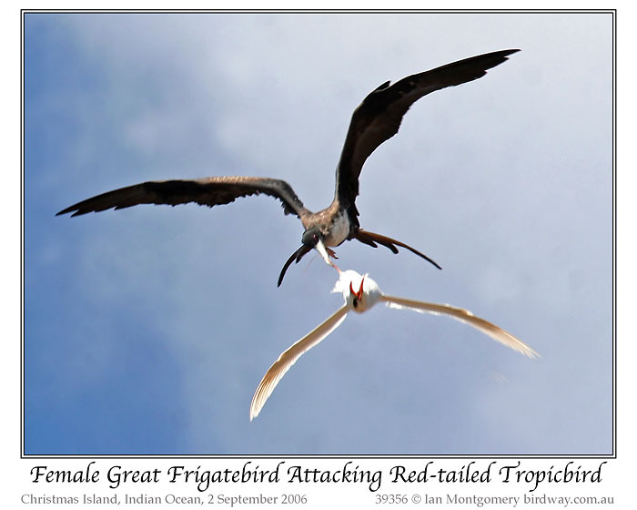Great Frigatebird (Fregata minor) Female attacking Red-tailed Tropicbird by Ian