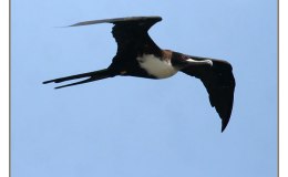 Ian’s Bird of the Week – Great&nbsp;Frigatebird