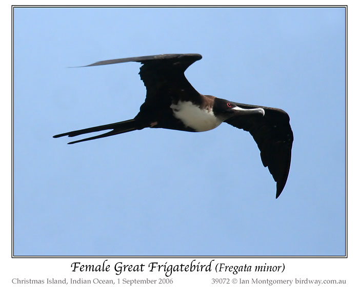 Great Frigatebird (Fregata minor) Female by Ian