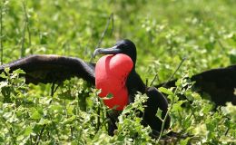 “Flag That Bird!” (Part&nbsp;3)