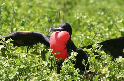 Great Frigatebird (Fregata minor) Male Displaying ©WikiC