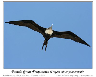 Great Frigatebird (Fregata minor palmerstoni) Female by Ian