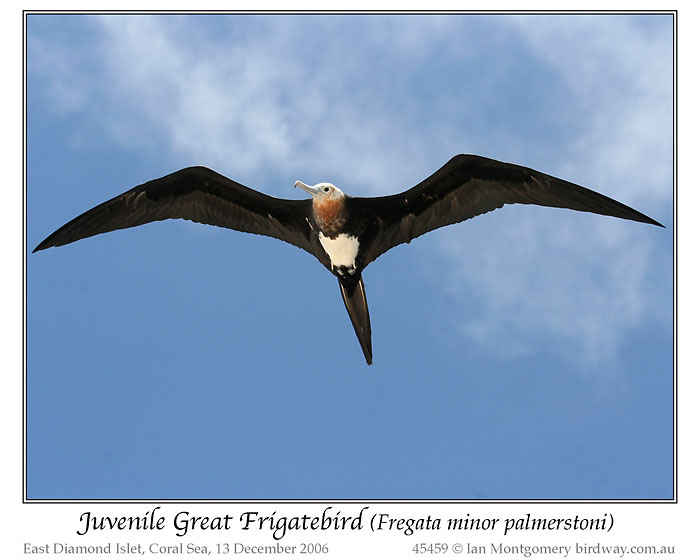 Great Frigatebird (Fregata minor palmerstoni) Juvenile by Ian