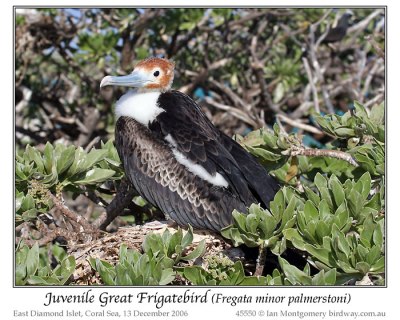 Great Frigatebird (Fregata minor palmerstoni) Juvenile by Ian