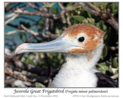 Great Frigatebird (Fregata minor palmerstoni) Juvenile by Ian