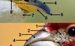 How To Identify A&nbsp;Bird